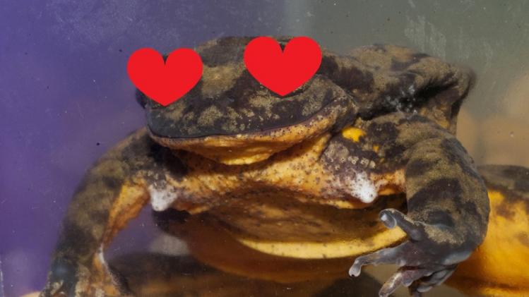 Eenzaamste kikker ter wereld vindt liefde